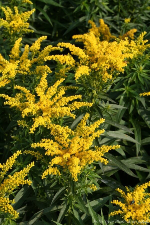 Solidago 'Leraft'