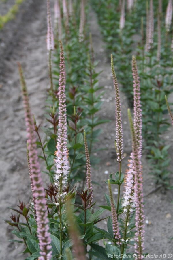 Veronicastrum virginicum 'Erica'