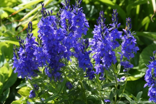 Veronica austriaca ssp. teucrium 'Knallblau'