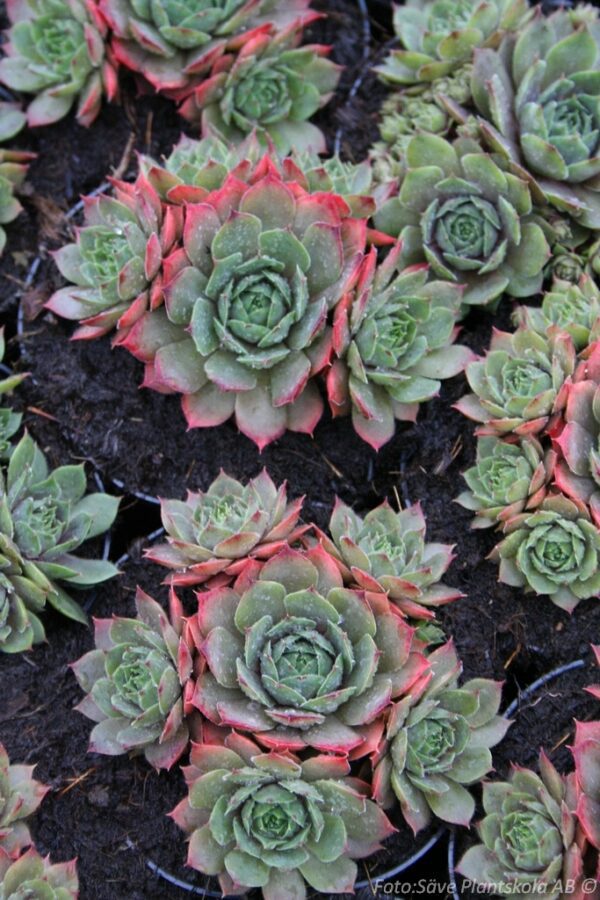 Sempervivum 'Old Rose'