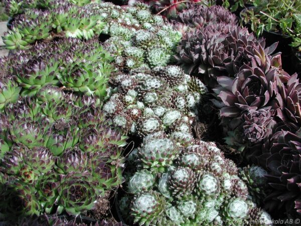 Sempervivum mix