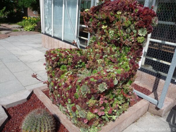 Sempervivum mix - Bild 2