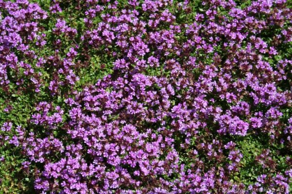Thymus serpyllum 'Splendens'