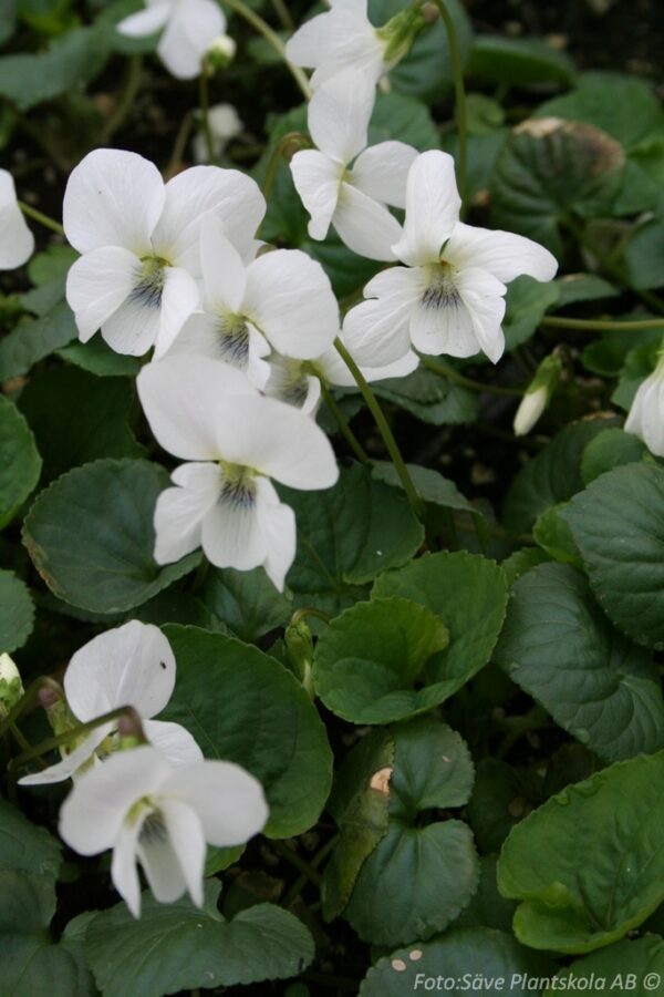 Viola sororia 'Albiflora'