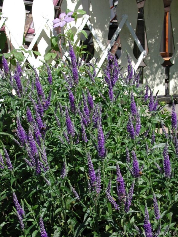 Veronica longifolia 'Blauriesin'