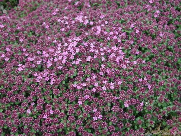 Thymus serpyllum 'Splendens' - Bild 2