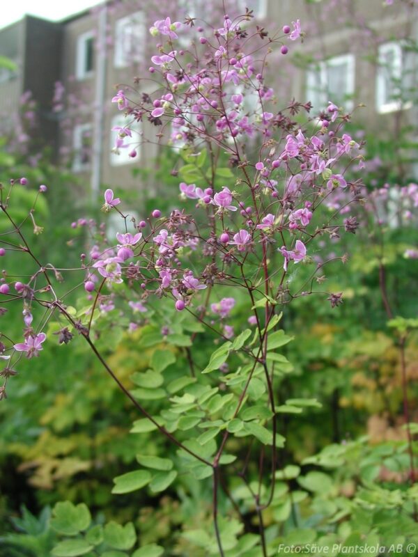 Thalictrum rochebrunianum