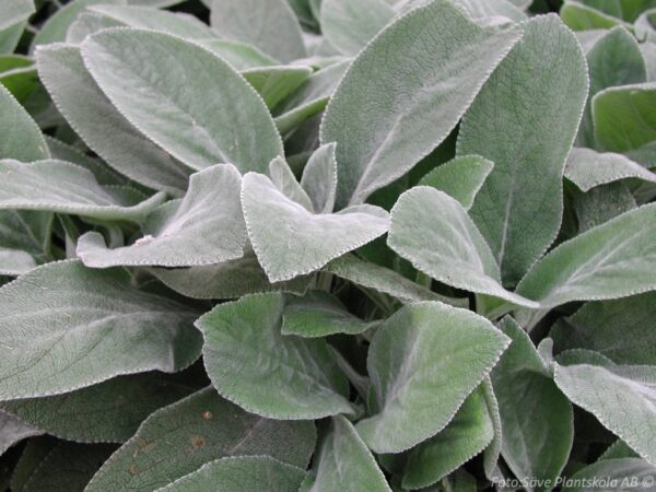 Stachys byzantina 'Big Ears'