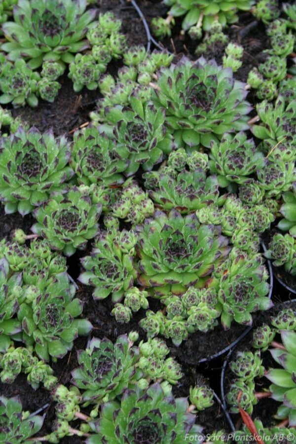 Sempervivum 'Reinhard'