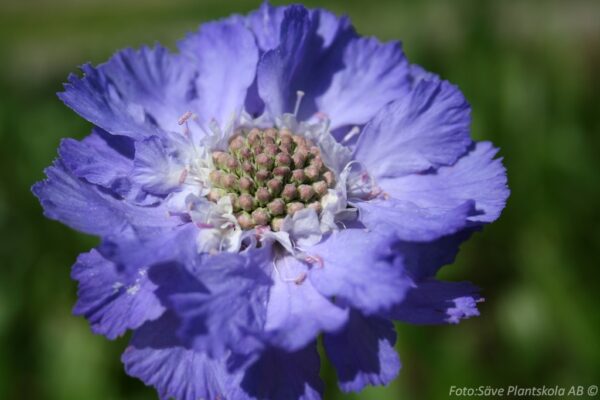 Scabiosa caucasica 'Stäfa'