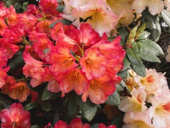 Rhododendron