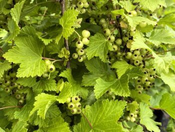 Ribes