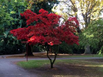 Acer palmatum 'Osakazuki' helbild träd i höstfärg