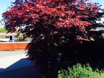 Acer palmatum 'Atropurpureum' helbild träd