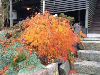 Acer palmatum 'Dissectum' i höstfärg