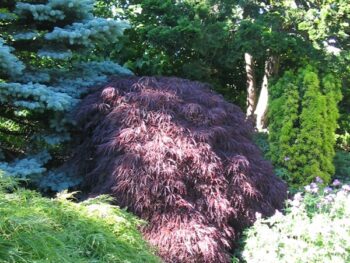 Acer palmatum 'Garnet' helbild i parkmiljö