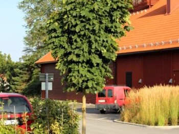 Acer platanoides 'Columnare' helbild ungträd i fullt lövutspring