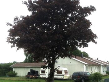 Acer platanoides 'Royal Red' helbild på träd i trädgårdsmiljö