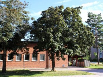 Acer platanoides 'Schwedleri' helbild träd i gatumiljö