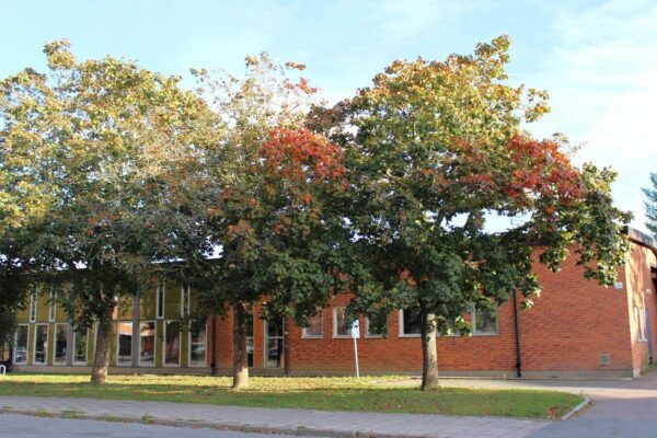 Acer platanoides 'Schwedleri' i höstfärg längs gata