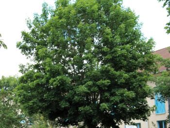 Acer platanoides fullt utslagen i gatumiljö