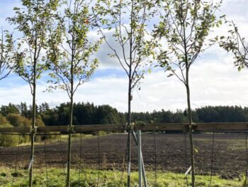 Helbild träd Amelanchier arborea 'Robin Hill'