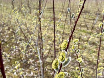 Salix daphnoides 'Wemer'
