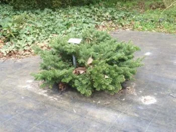 Abies balsamea 'Nana'