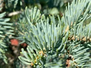 Abies concolor