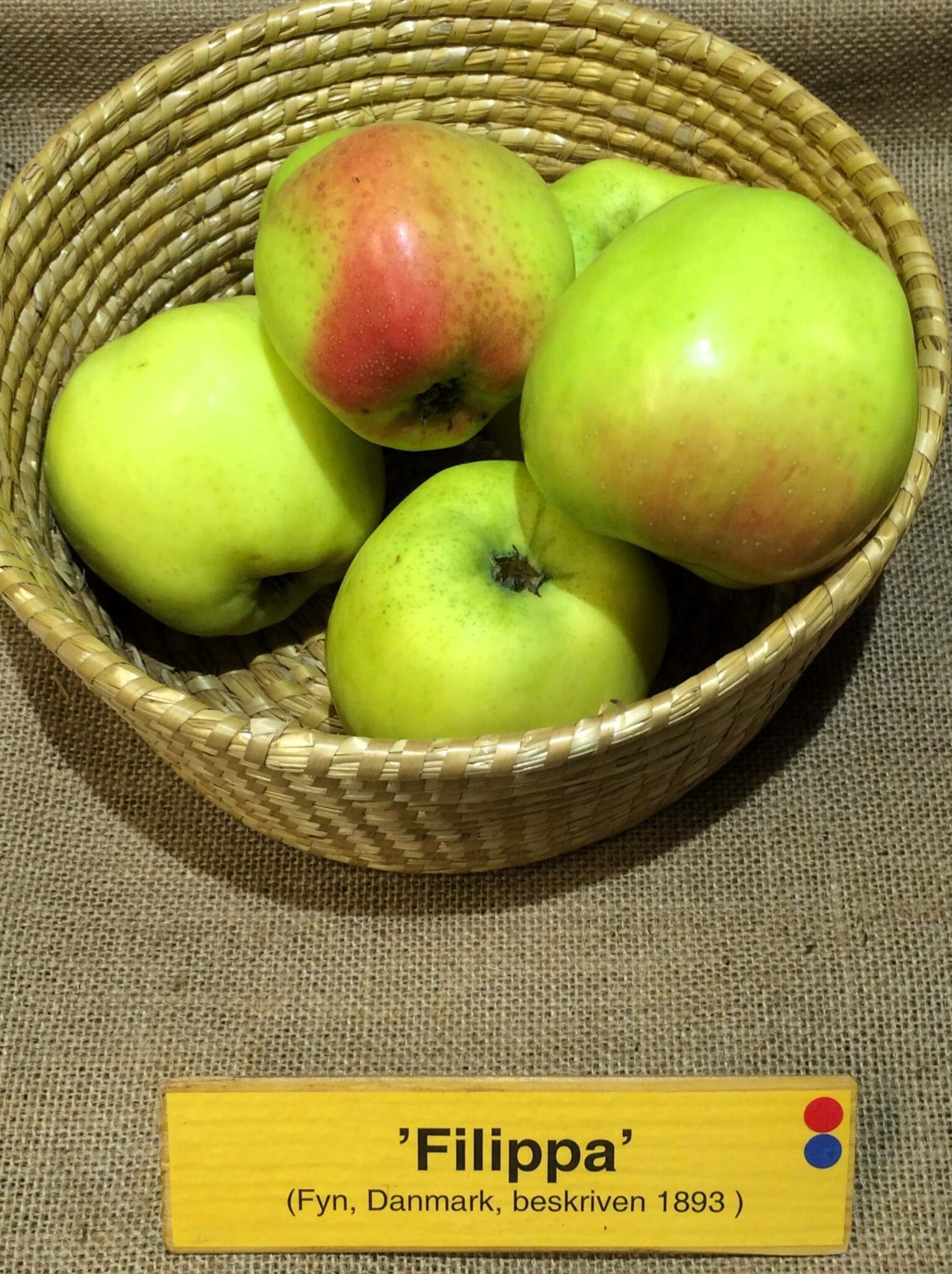 Malus domestica 'Filippa' - Essunga Plantskola