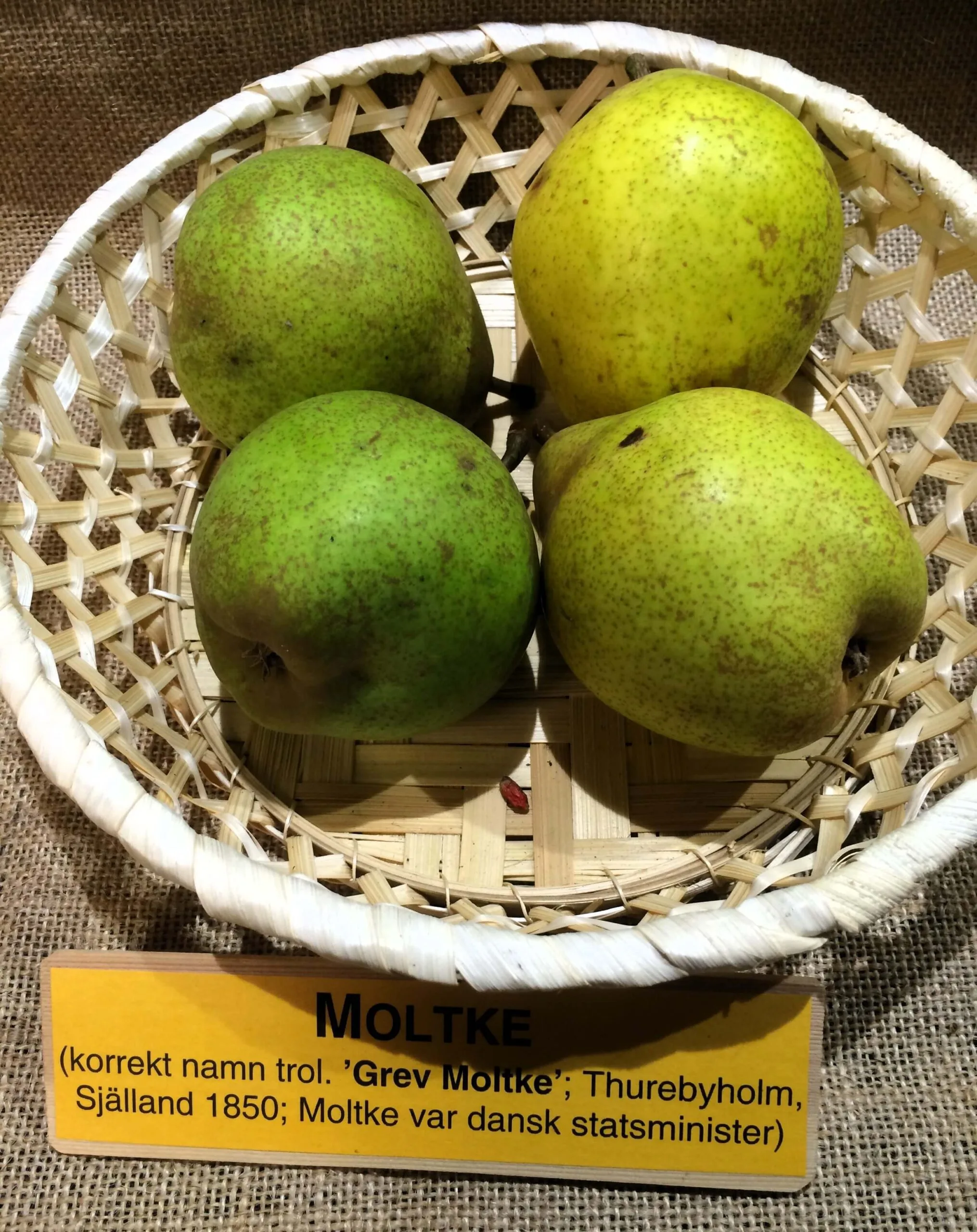 Pyrus communis 'Moltke' (Greve Moltke)