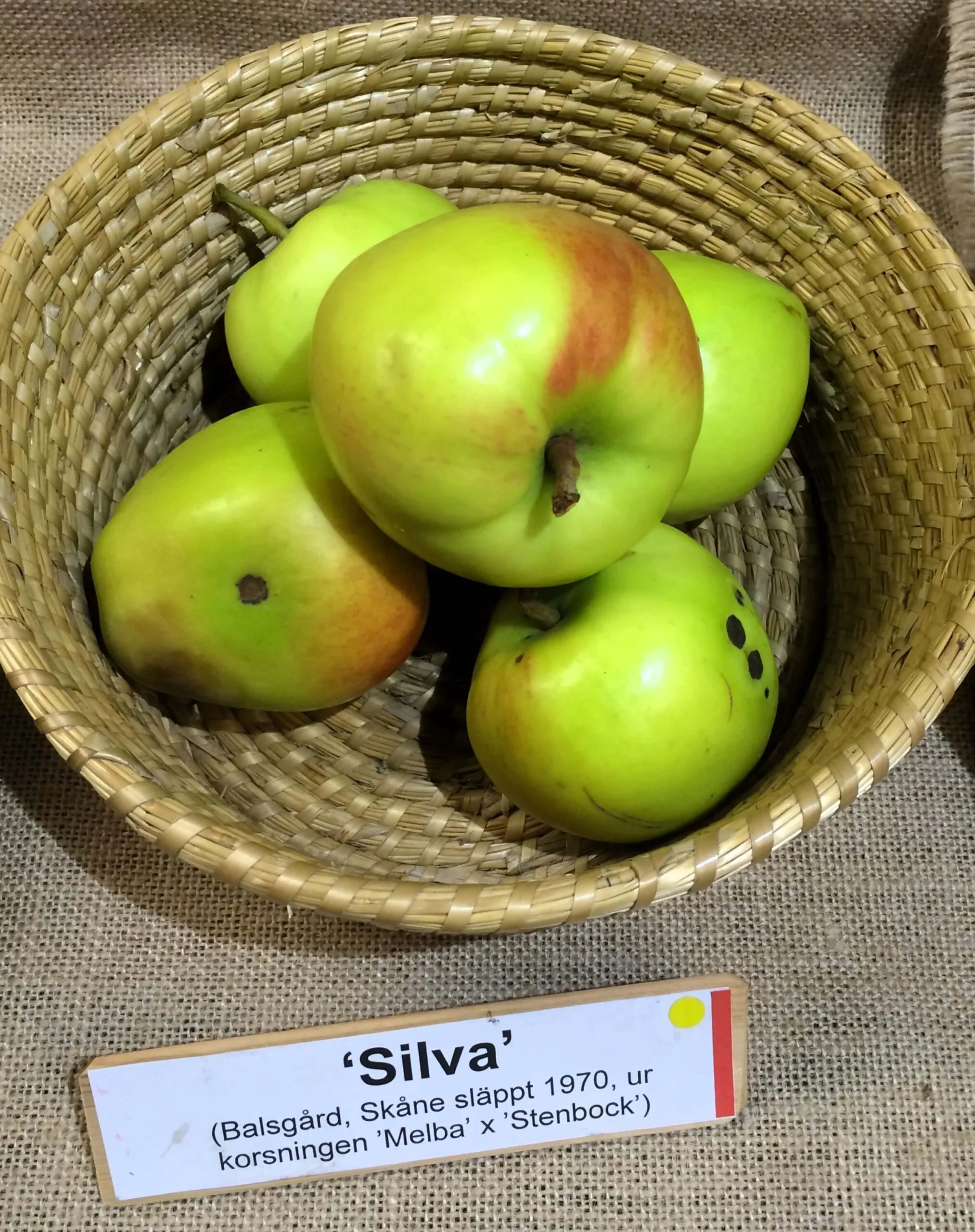 Malus domestica 'Silva'