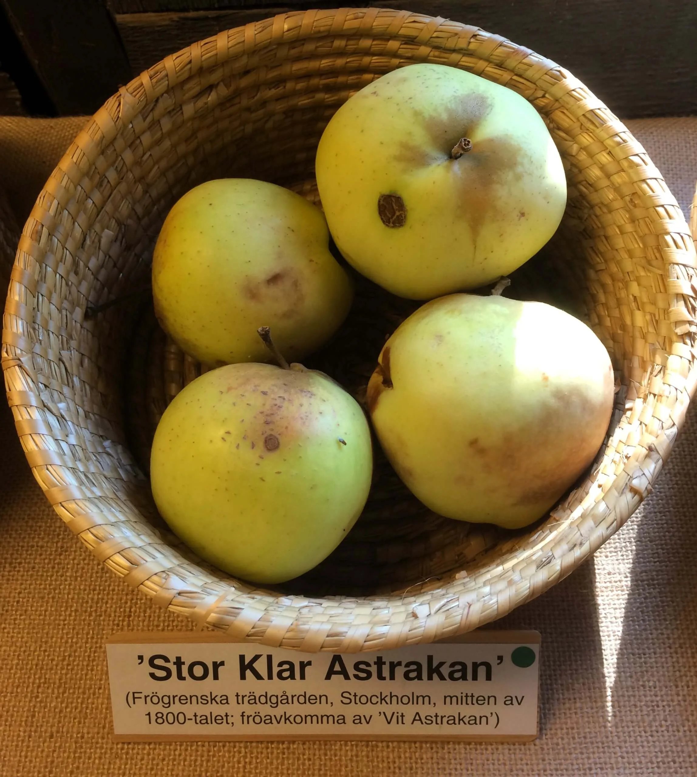 Malus domestica 'Stor klar astrakan'