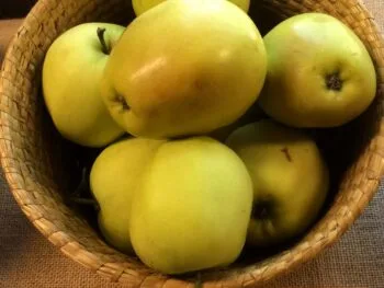 Malus domestica 'Transparente blanche'