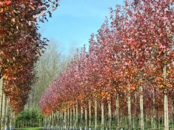 Acer rubrum 'Redpointe'