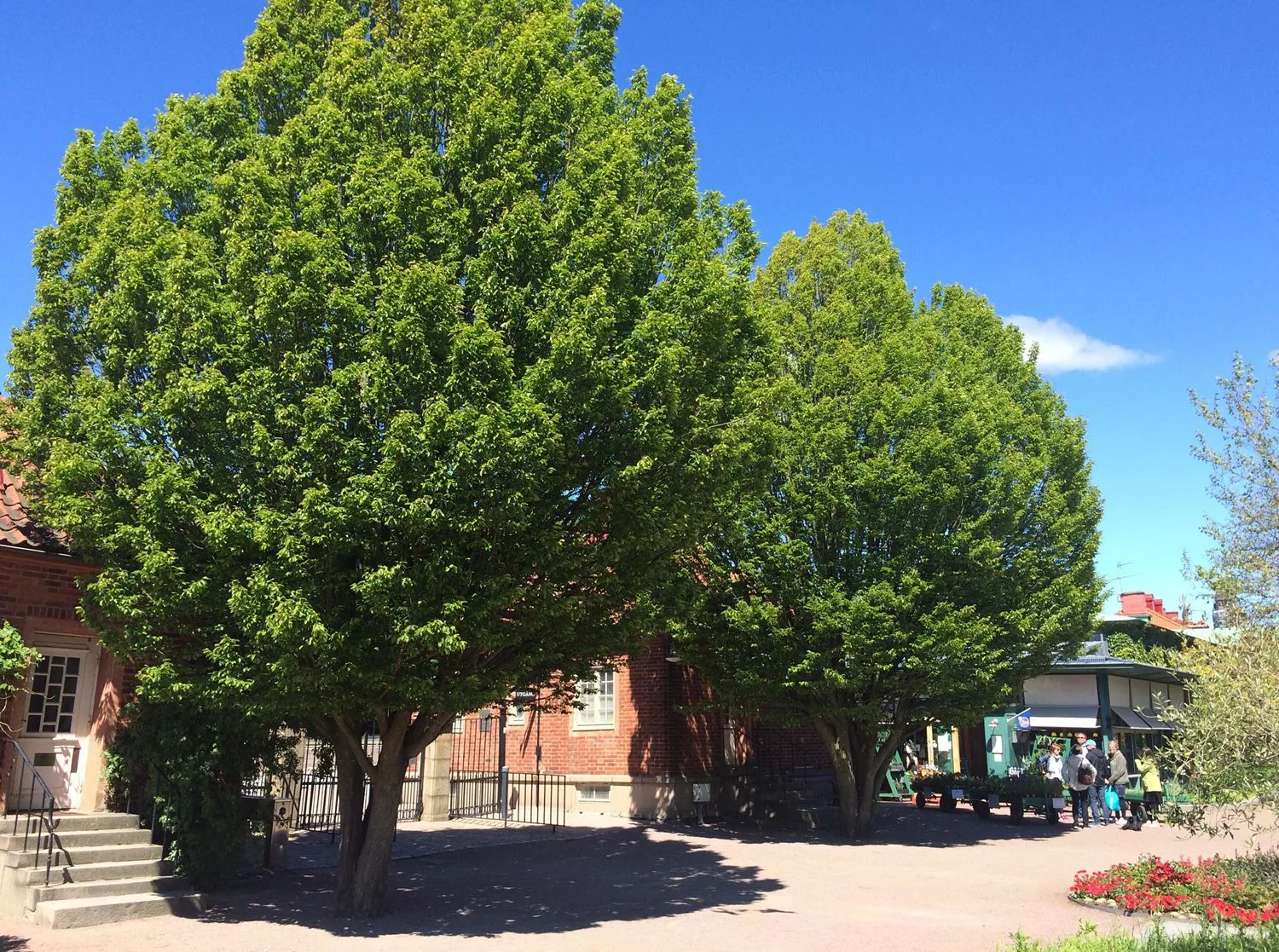 Carpinus betulus 'Fastigiata'