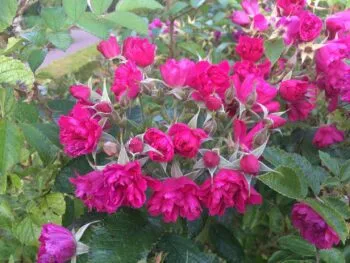 Rosa 'F.J. Grootendoorst'