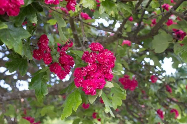 Crataegus x media 'Paul's Scarlet' - Image 6