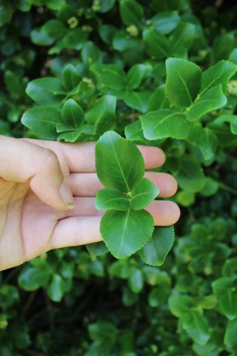 Euonymus fortunei 'Radicans' - Bild 4