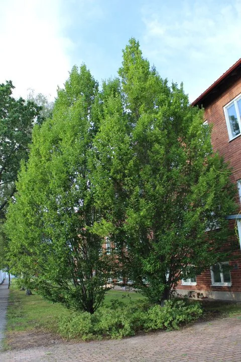 Carpinus betulus 'Fastigiata' - Image 5