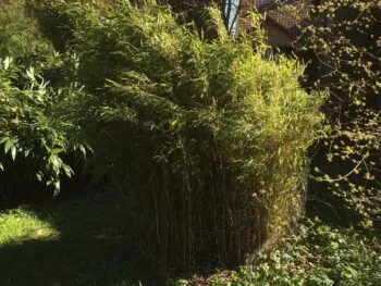 Fargesia murieliae 'Superjumbo'