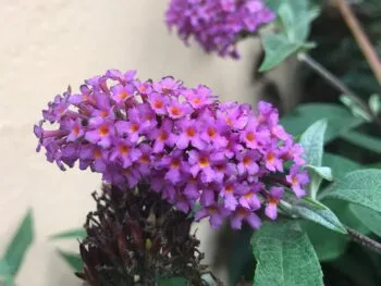 Buddleja