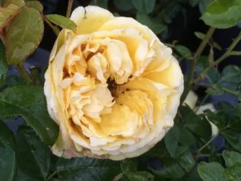 Rosa 'Marliseborg'