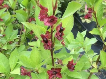 Lonicera involucrata 'Marit'