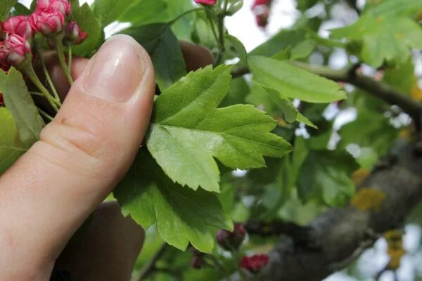 Crataegus x media 'Paul's Scarlet' - Image 5