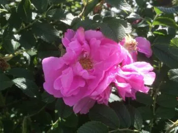Rosa 'Jens Munk'