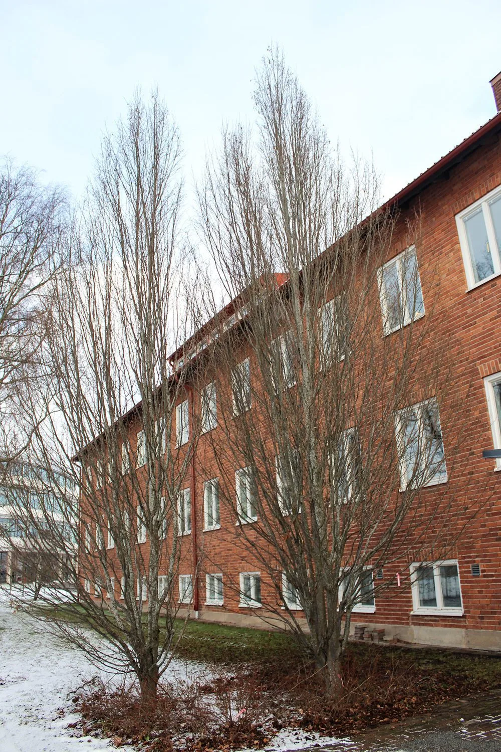 Carpinus betulus 'Fastigiata' - Image 4