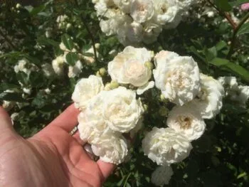 Rosa 'Schneewittchen'