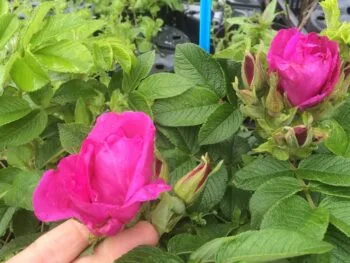 Rosa 'Moje Hammarberg'