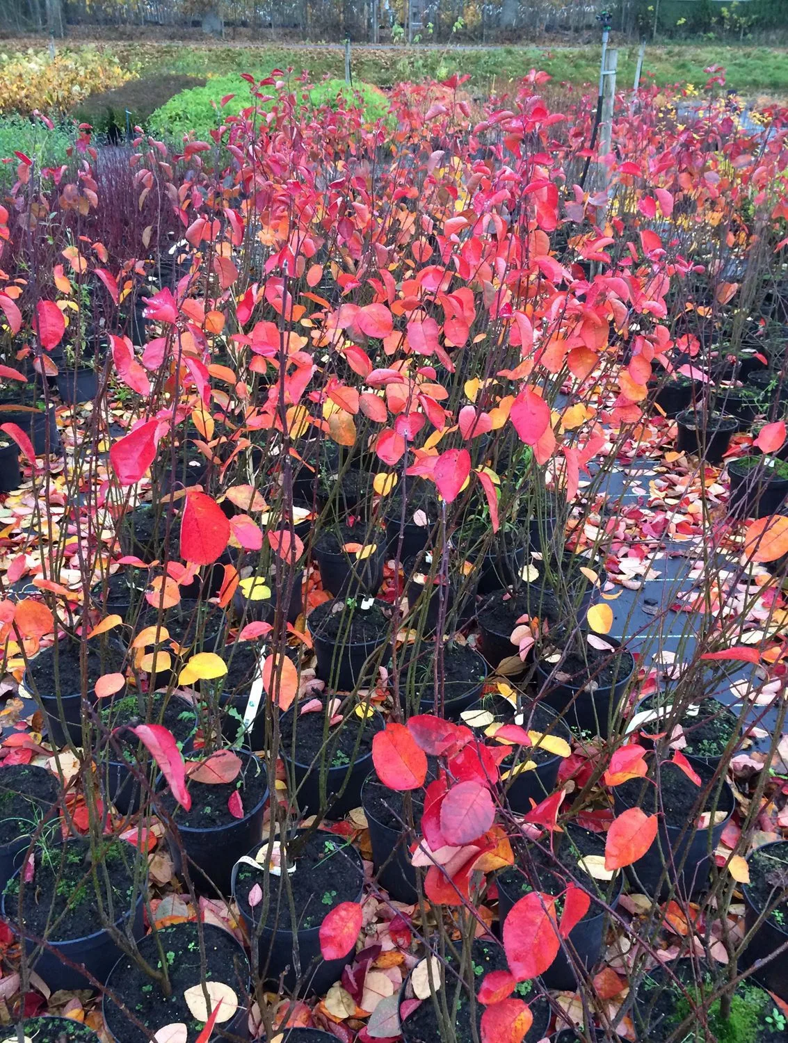Amelanchier spicata fk Falun E - Bild 2